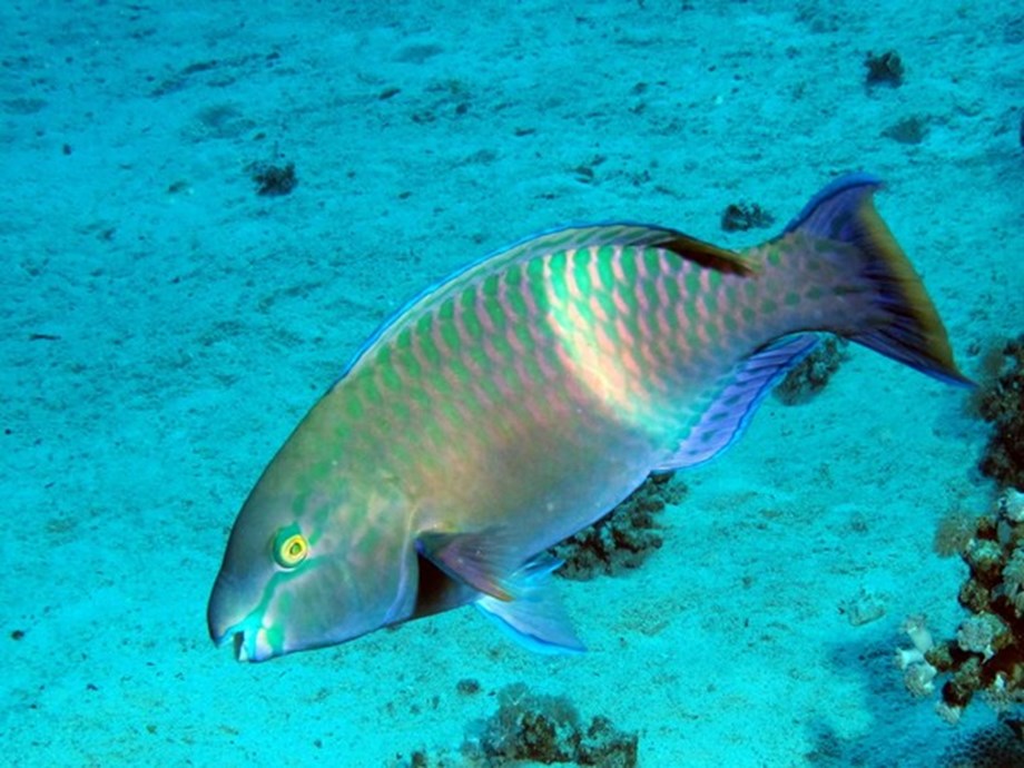 Mexican fish extinct in wild successfully reintroduced Mexican fish extinct in wild successfully reintroduced