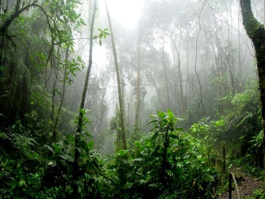 Amazon rainforest is losing resilience, reveals new research Amazon rainforest is losing resilience, reveals new research