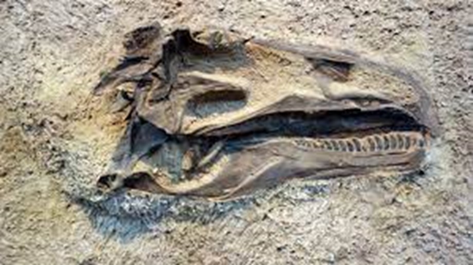 과학 뉴스 요약: 파타고니아 화석은 쥐라기 공룡이 무리 정신을 가졌다는 것을 보여줍니다.  바이킹은 1,000년 전에 대서양을 건넜습니다.
