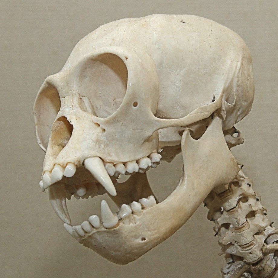 How gibbon skulls could help us understand the social lives of our ancient ancestors How gibbon skulls could help us understand the social lives of our ancient ancestors