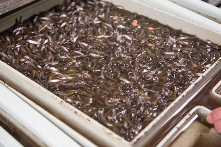 California conservationists and farmers unite to protect salmon California conservationists and farmers unite to protect salmon