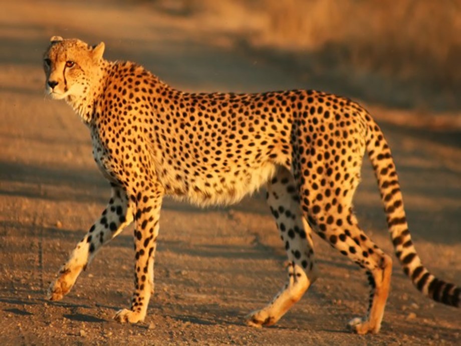 Cheetah reintroduction plan: Discussions with Namibia fruitful, says Indian team official Cheetah reintroduction plan: Discussions with Namibia fruitful, says Indian team official