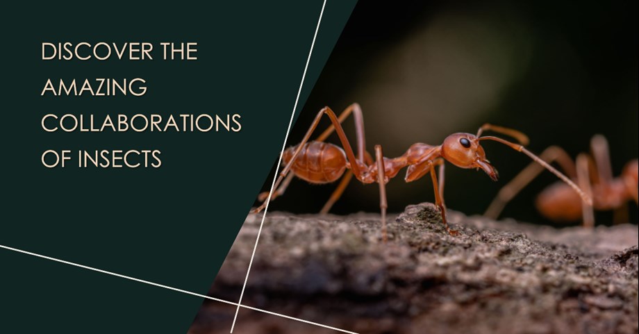 Incredible Insect Collaborations: 4 Unusual Ways They Work Together ...