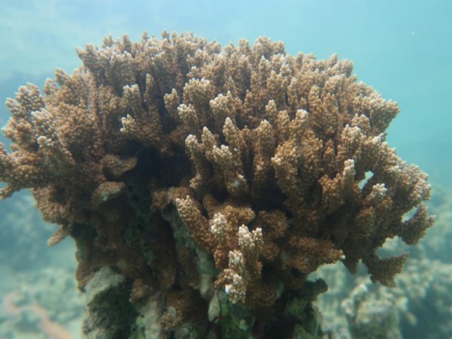 Onderzoekers hebben ontdekt dat koraalriffen in het Caribisch gebied al minstens 100 jaar opwarmen