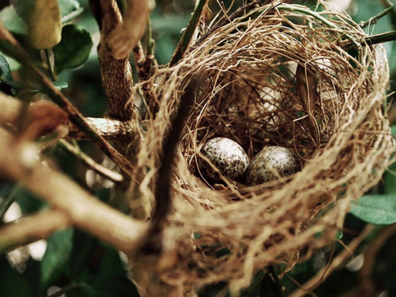 Sztuczne materiały w gniazdach mogą stanowić zagrożenie dla ptaków: badanie