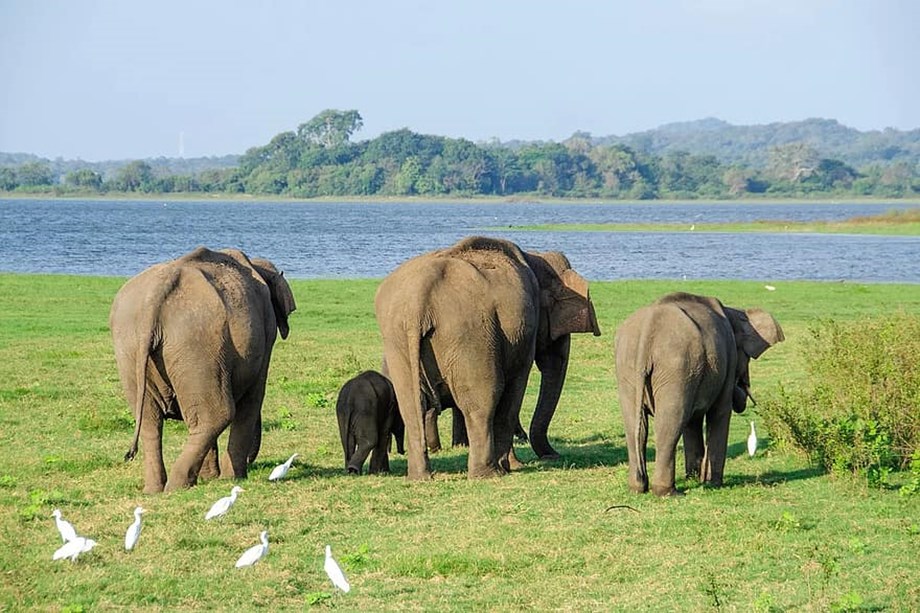 Namibia to auction 170 elephants over drought, increased population Namibia to auction 170 elephants over drought, increased population