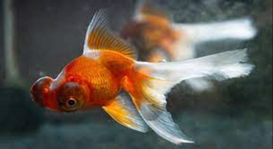 Science News Roundup: Like a fish out of water? Israeli team trains goldfish to drive; T-cells from common colds can provide protection against COVID-19 - study Science News Roundup: Like a fish out of water? Israeli team trains goldfish to drive; T-cells from common colds can provide protection against COVID-19 - study
