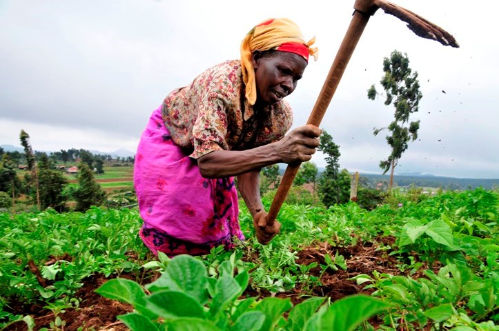 IFAD launches programme to build resilience of smallholder farmers to climate change impacts in Sahelian Countries | Business