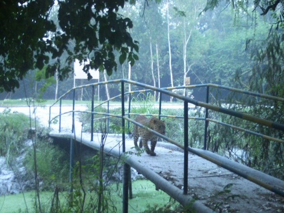 Nine incidents of leopards entering residential areas in Japiur since April 2021: Minister Nine incidents of leopards entering residential areas in Japiur since April 2021: Minister