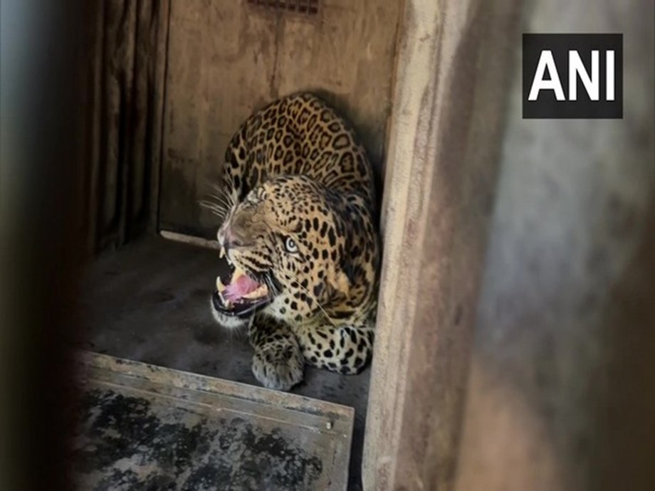 Boy mauled to death by leopard in UP Boy mauled to death by leopard in UP