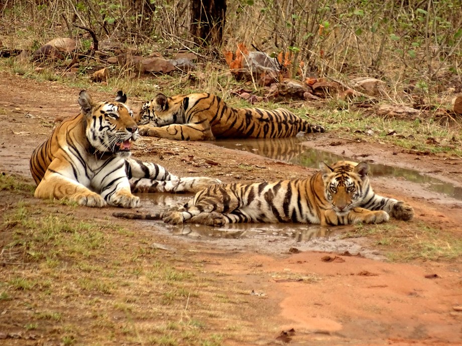 Count of big cats in Sariska Tiger Reserve rises to 27 Count of big cats in Sariska Tiger Reserve rises to 27