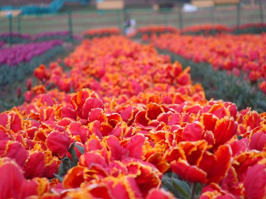 Asia's largest tulip garden in Kashmir ready to welcome visitors from March 19