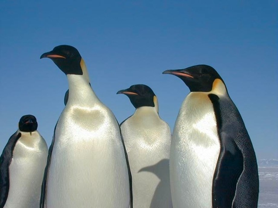 Science News Roundup: Rocket Lab startet im nächsten Jahr erste Tests des neuen Triebwerks – CEO;  Mehr Pinguine sterben an der Vogelgrippe in Kapstadts Strandkolonie Boulders und mehr