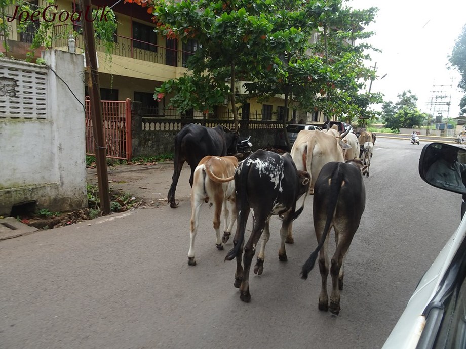 Cattle dragged in river waters in Telangana; Inquiry ordered Cattle dragged in river waters in Telangana; Inquiry ordered