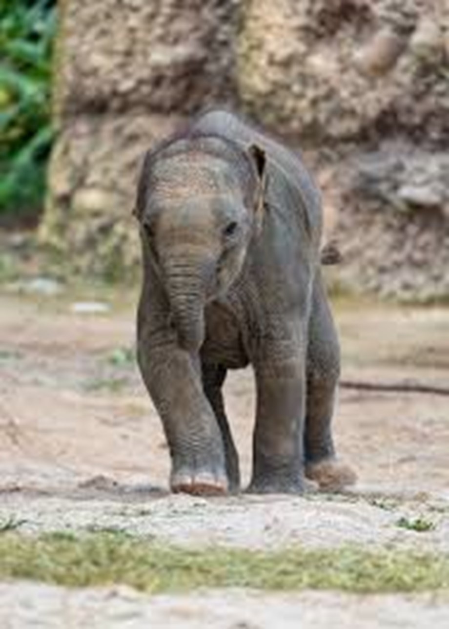 Carcass of elephant found in forest area Carcass of elephant found in forest area