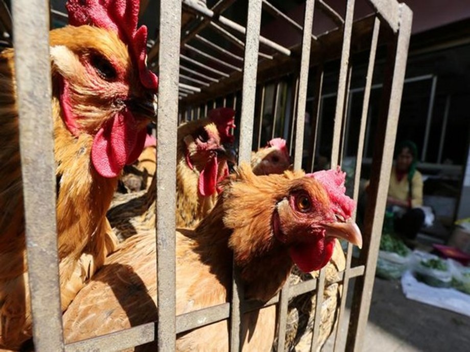 Bird flu costs pile up as outbreak enters second year Bird flu costs pile up as outbreak enters second year