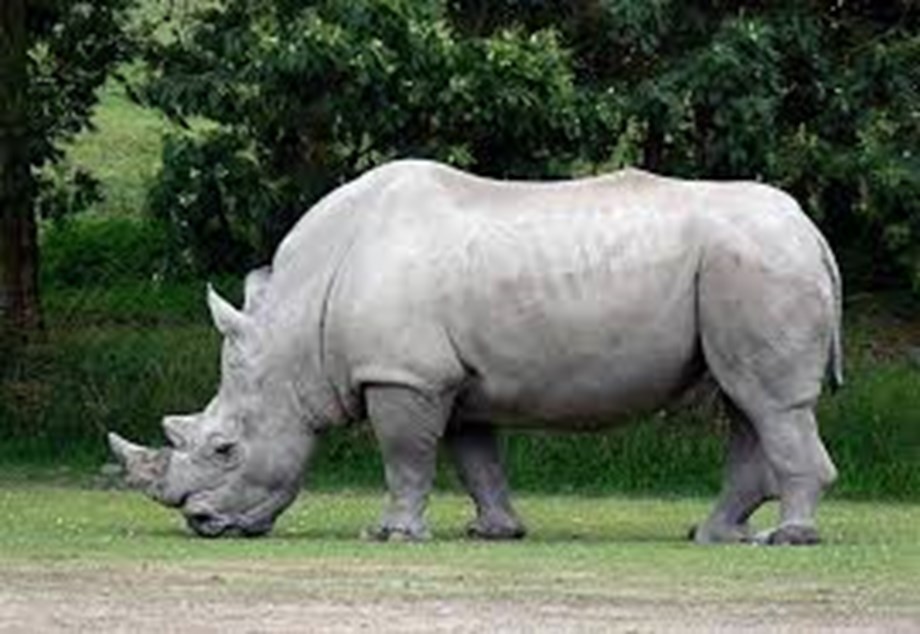 Science News Roundup: Coronavirus strains escape the effects of antibody drugs Scientists take out embryos in race to save northern white rhinoceros