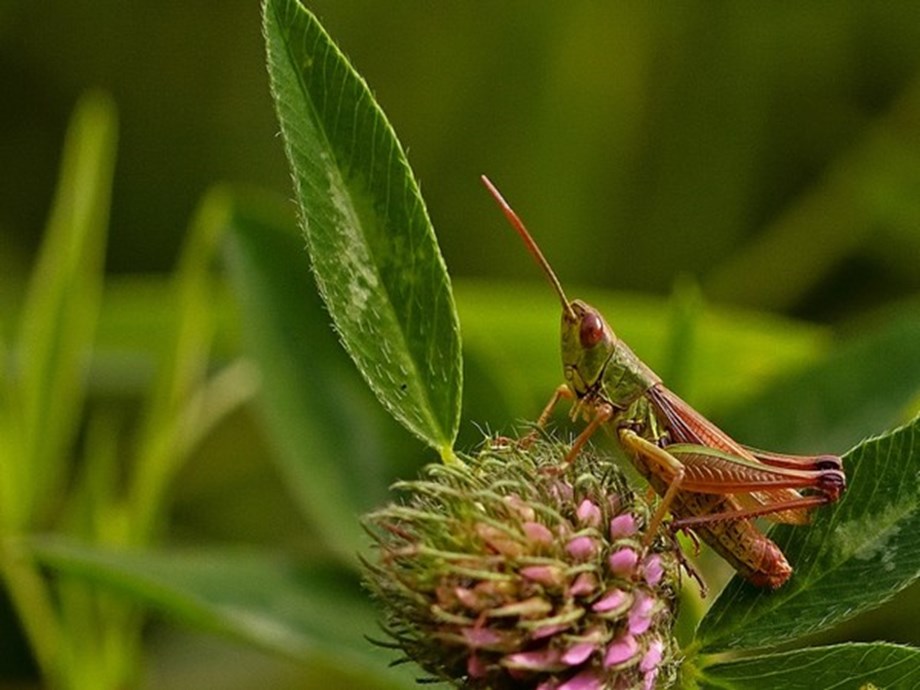 Researchers determine nutritional properties of protein in cricket ...