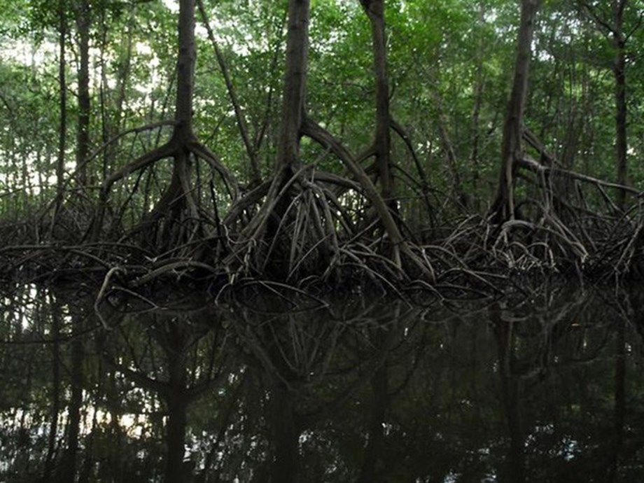 DOSSIER-Mafia Island protège son trésor climatique caché : les mangroves