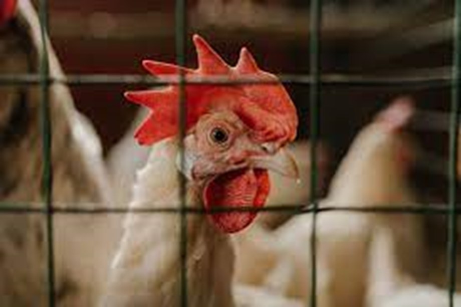 Control measures to manage spread of Bird Flu in place: Cabinet Control measures to manage spread of Bird Flu in place: Cabinet