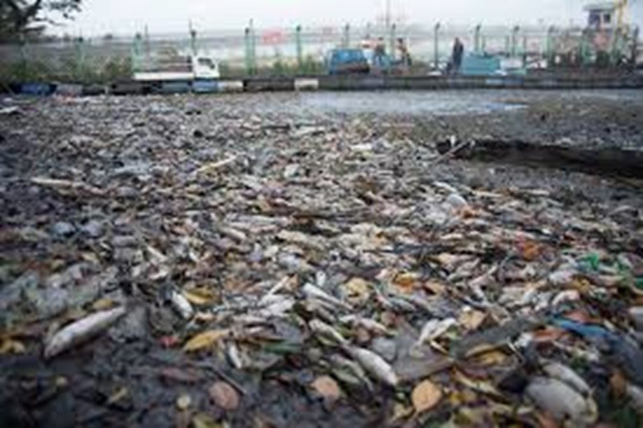 Mysterious mass fish deaths reported in Delhi’s Najafgarh drain; water samples collected: Officials Mysterious mass fish deaths reported in Delhi’s Najafgarh drain; water samples collected: Officials
