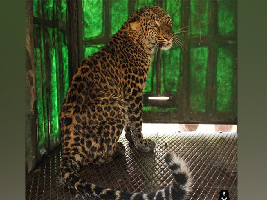 Drowning leopard rescued from 50-feet deep well in Maha by volunteers and forest officials Drowning leopard rescued from 50-feet deep well in Maha by volunteers and forest officials