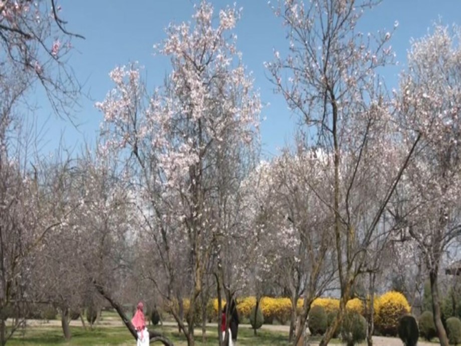 Spring Splendor: Badamwari Gardens Almond Bloom in Kashmir Spring Splendor: Badamwari Gardens Almond Bloom in Kashmir