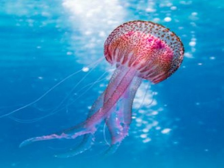 Research finds jellyfish stinging cells reveal biodiversity secrets - Devdiscourse