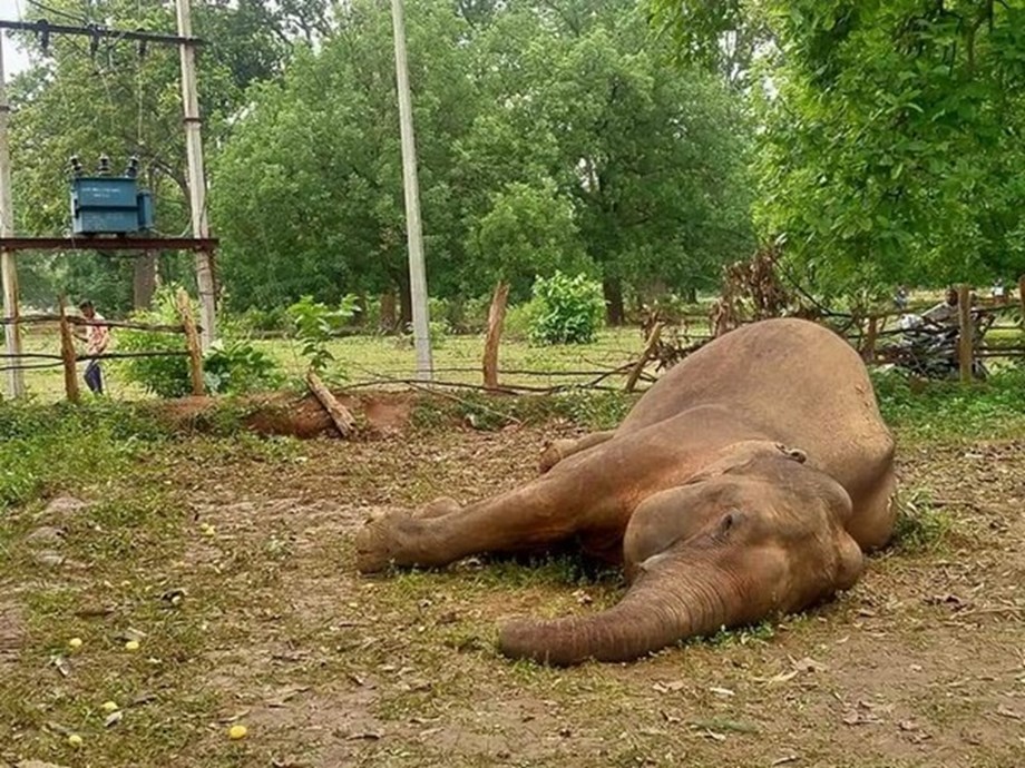 Elephant carcass found in Jharkhand Elephant carcass found in Jharkhand
