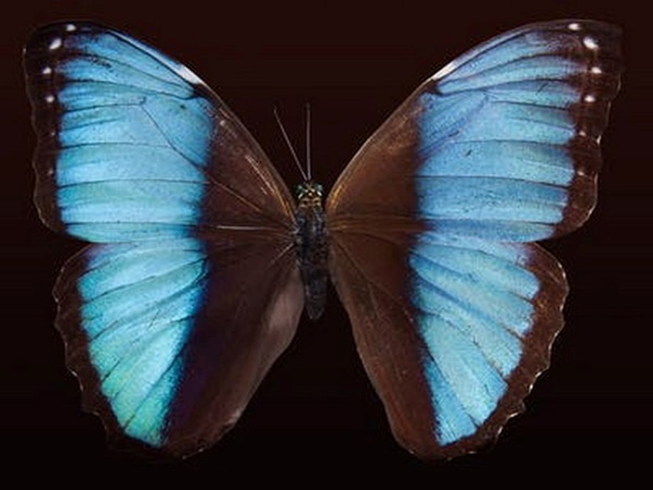 Butterfly wing designs evolve from junk DNA from past: Research Butterfly wing designs evolve from junk DNA from past: Research
