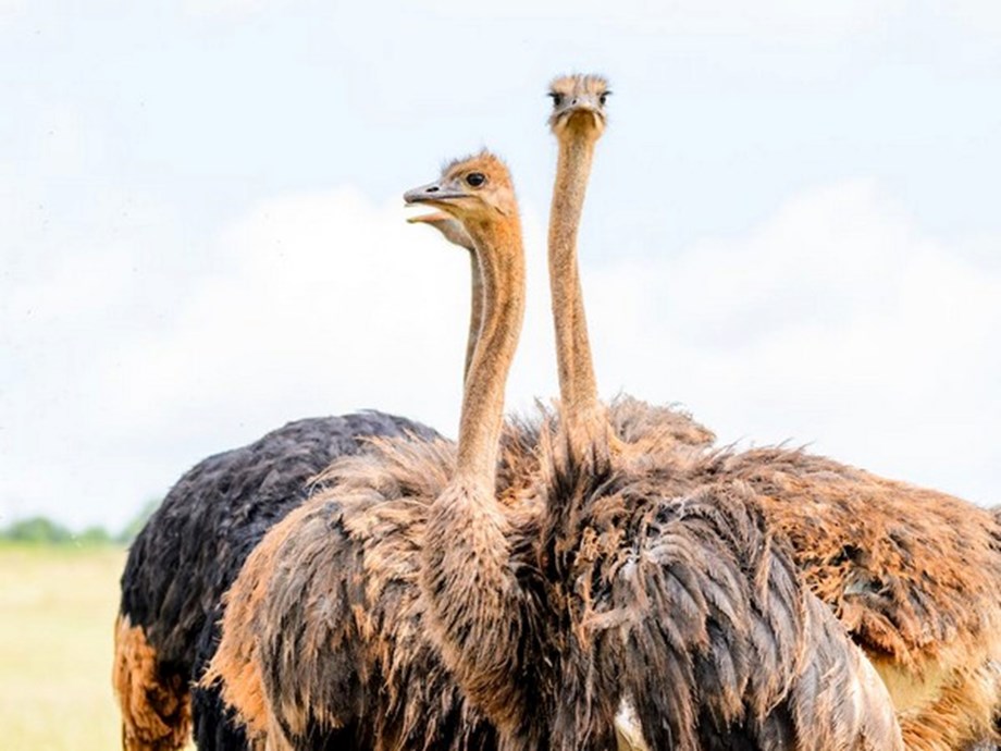 Study reveals difference in male, female ostriches in choosing their groups Study reveals difference in male, female ostriches in choosing their groups