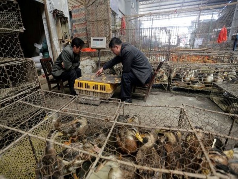 Coronavirus pandemic originated from illegally traded wild animals in Wuhan: Research Coronavirus pandemic originated from illegally traded wild animals in Wuhan: Research