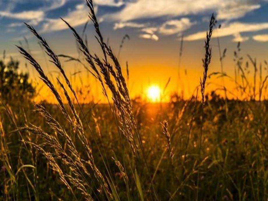 Odisha MP writes to Centre, seeks procurement of par-boiled rice Odisha MP writes to Centre, seeks procurement of par-boiled rice