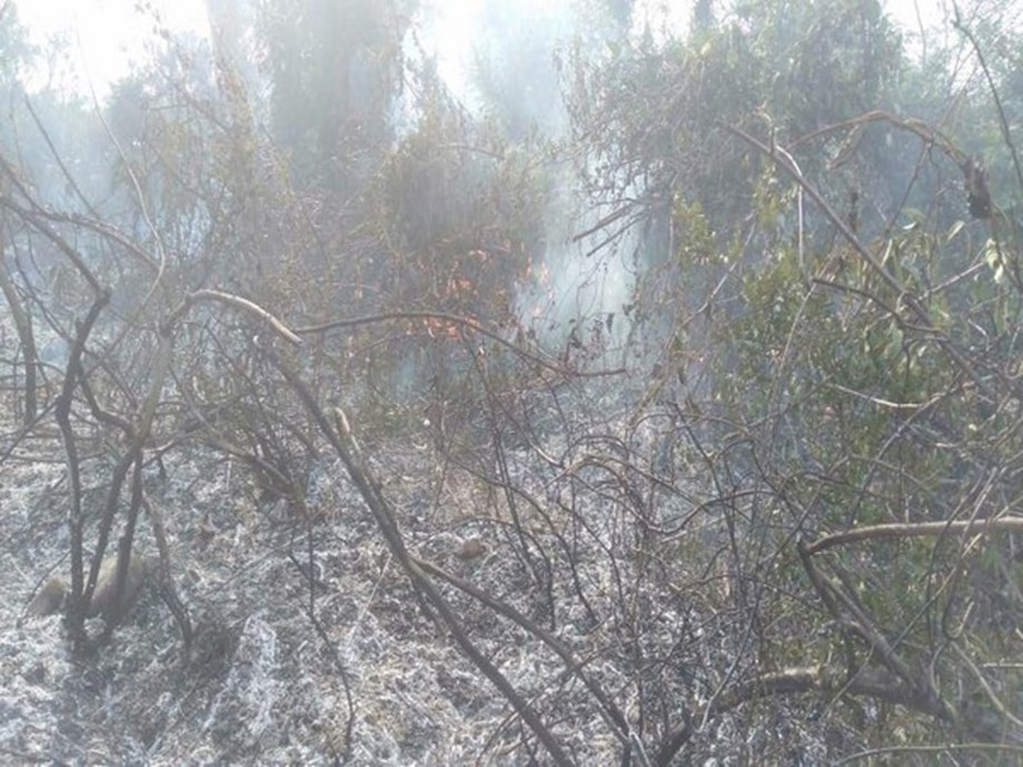 Punjab: Security forces douse fire around school premises, disaster averted Punjab: Security forces douse fire around school premises, disaster averted