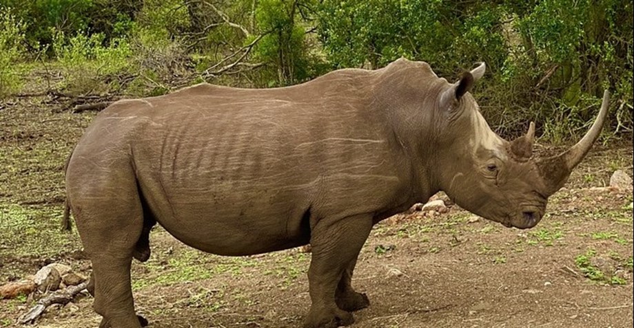 Science News Roundup: Woolly rhino remains found in melting Siberian permafrost Science News Roundup: Woolly rhino remains found in melting Siberian permafrost