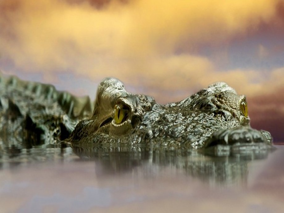 Crocodile’s ‘virgin birth’ is a first for science’s history books Crocodile’s ‘virgin birth’ is a first for science’s history books
