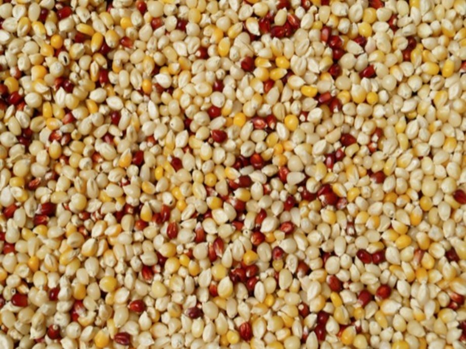 Scientists working to increase shelf life of millets-based products, validate health benefits Scientists working to increase shelf life of millets-based products, validate health benefits