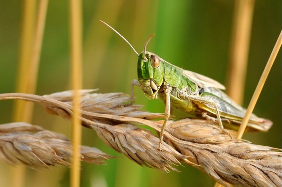Germany provides €2m to help tackle locust infestation in East Africa - Devdiscourse