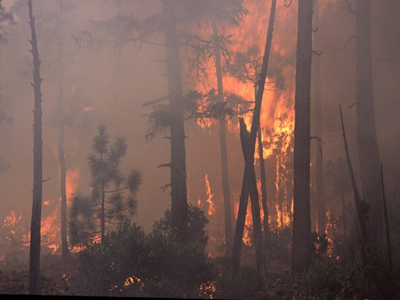 Cabras de extinción de incendios en Chile protegen un bosque local de incendios mortales
