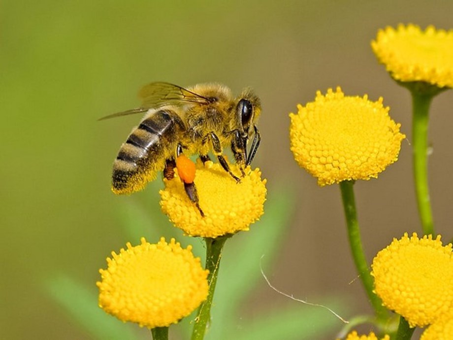 Studie: Neue Insektizide haben verheerende Auswirkungen auf die Gesundheit von Honigbienen