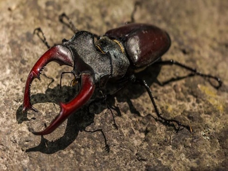 Researchers find unique jumping phenomenon in insects | Science-Environment