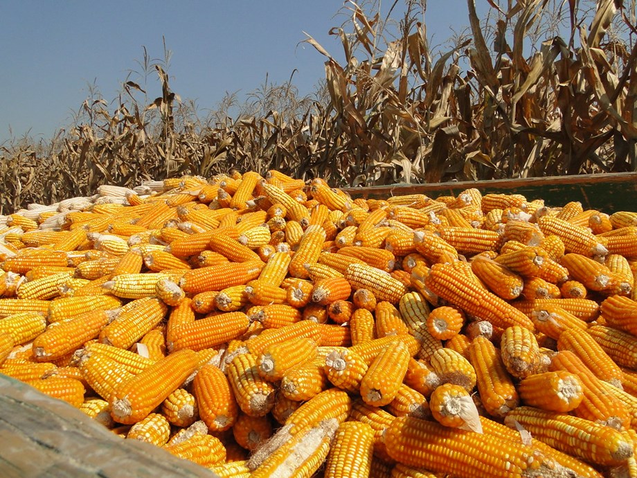 Nigeria maize output to climb 12% despite higher costs, insecurity Nigeria maize output to climb 12% despite higher costs, insecurity