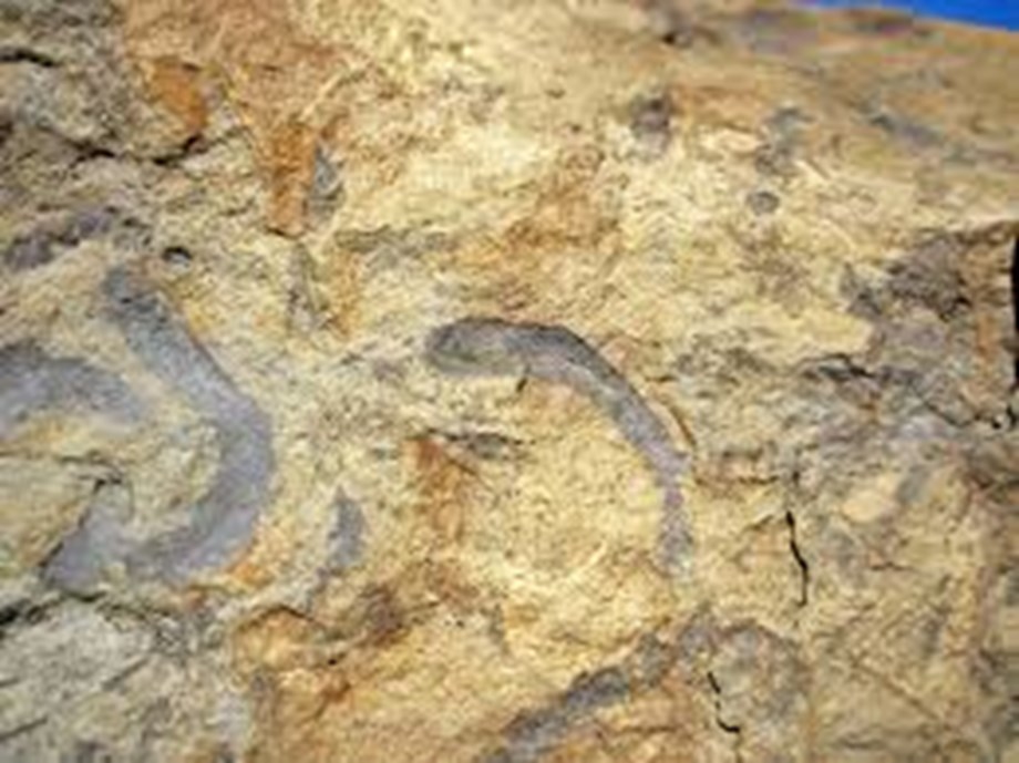 Pengarahan berita sains: Fosil reptil laut raksasa ditemukan tinggi di Pegunungan Alpen Swiss;  Seperlima spesies reptil dunia dianggap terancam punah dan banyak lagi