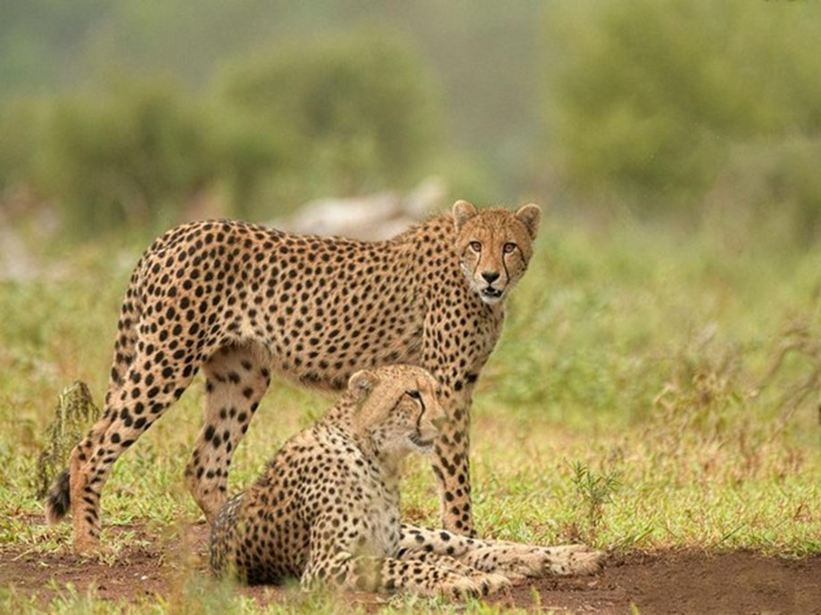 Cheetah Project Thrives: New Cubs Born in Kuno National Park Cheetah Project Thrives: New Cubs Born in Kuno National Park