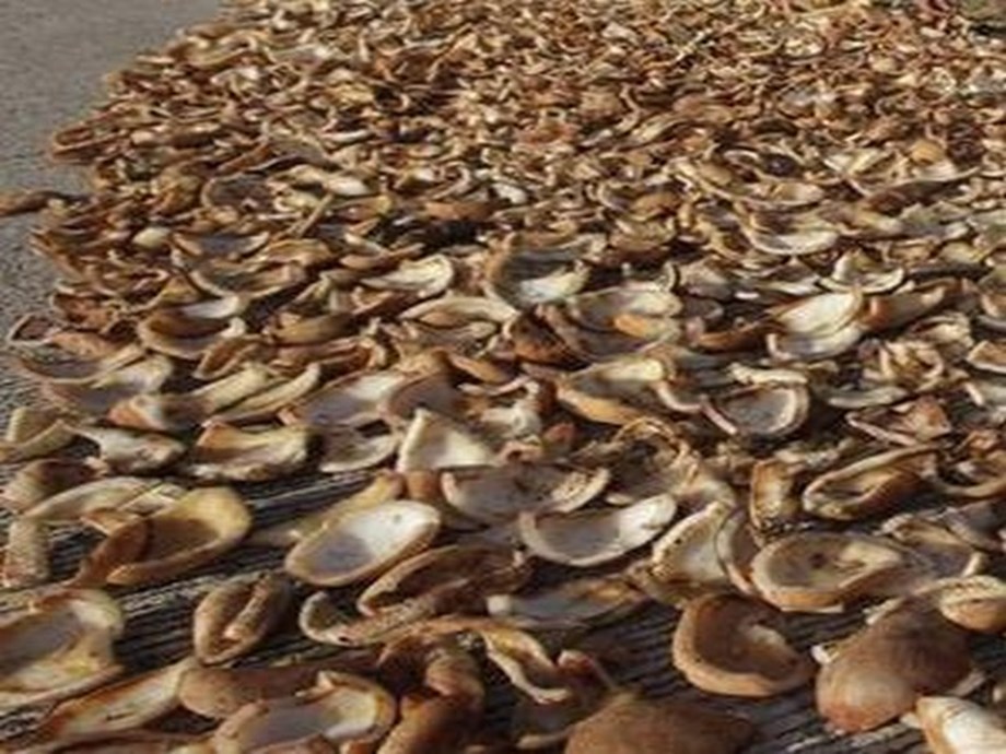 MUM PEPPER COPRA OPENING RATES MUM PEPPER COPRA OPENING RATES