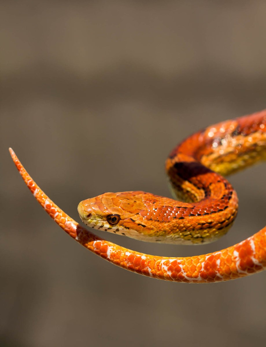 蛇、蜥蜴和甜点在马来西亚第一家爬行动物咖啡馆相遇 | 科学环境