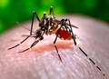 Dengue is sweeping through the Americas early this year