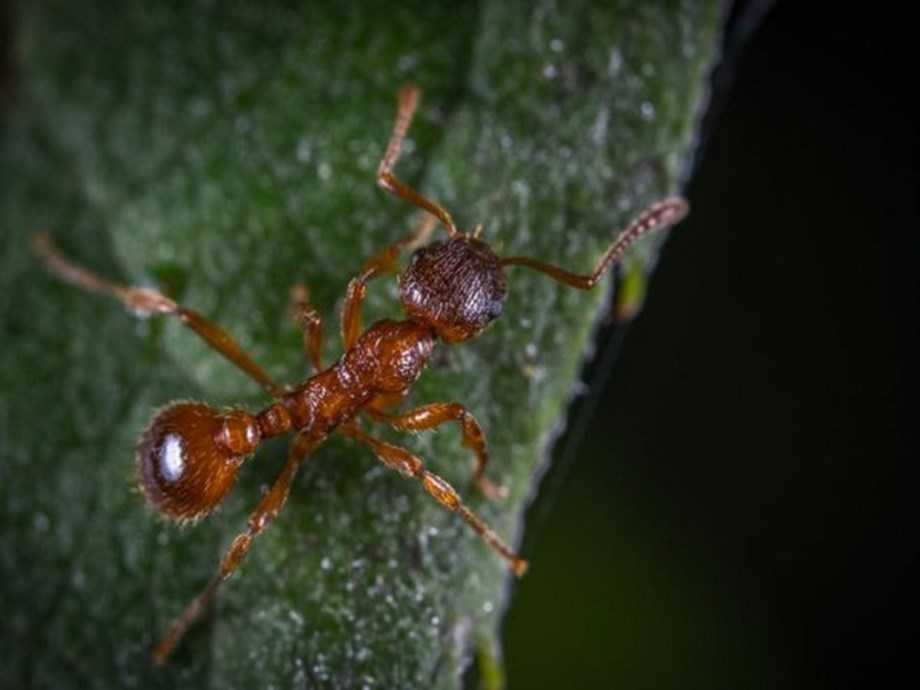 Study finds infected ants live much longer than uninfected ones Study finds infected ants live much longer than uninfected ones