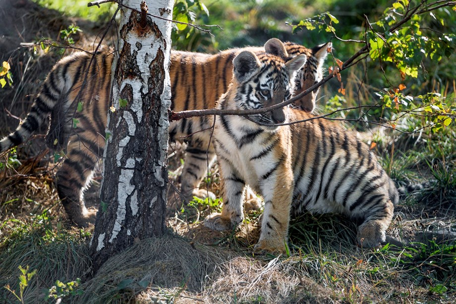 MP: Two tiger cubs spotted in Nauradehi wildlife sanctuary MP: Two tiger cubs spotted in Nauradehi wildlife sanctuary