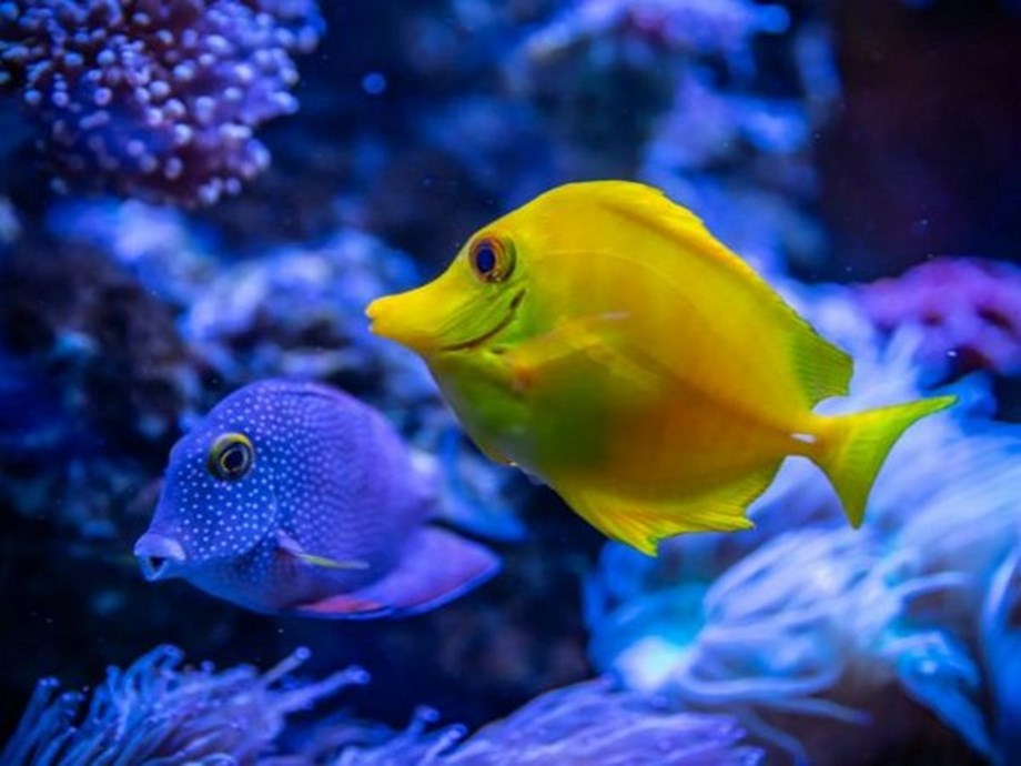 Research explores communication among fishes Research explores communication among fishes